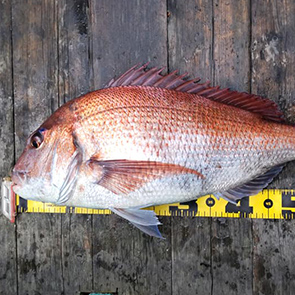 季節で獲れる魚を紹介